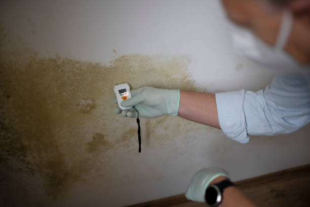 Best Post-Flood Mold Remediation in Wagoner, OK