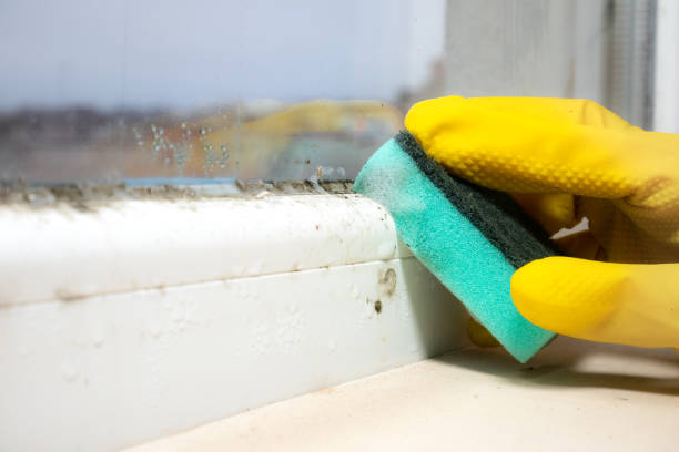 Best Health and Safety Mold Remediation in Wagoner, OK