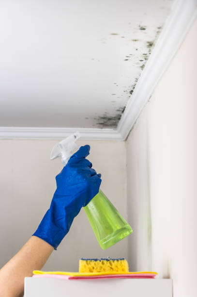 Best Attic Mold Remediation in Wagoner, OK